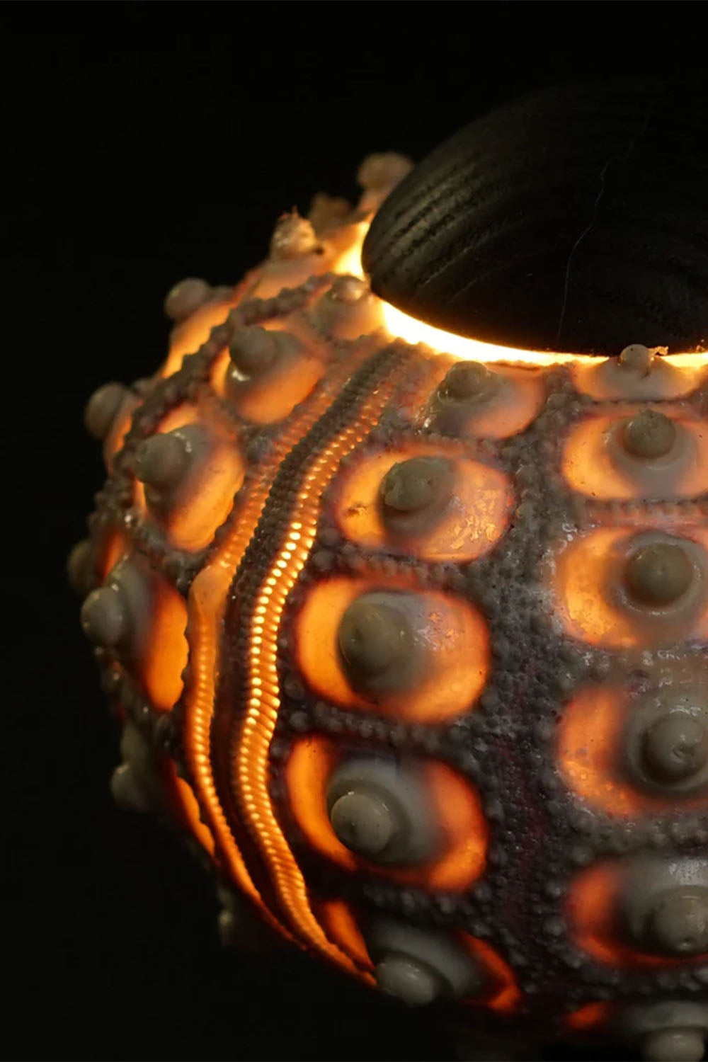 Sea Urchin Table Lamp - view 14 | vexalamps